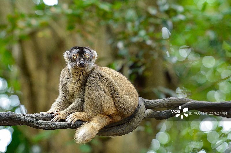 棕色狐猴图片素材