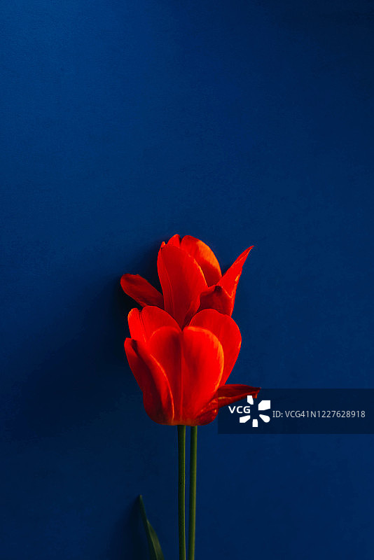 深蓝色背景下的两朵橙色郁金香图片素材