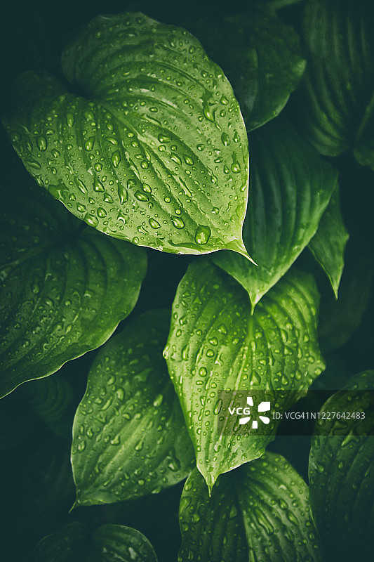 绿叶背景图片素材