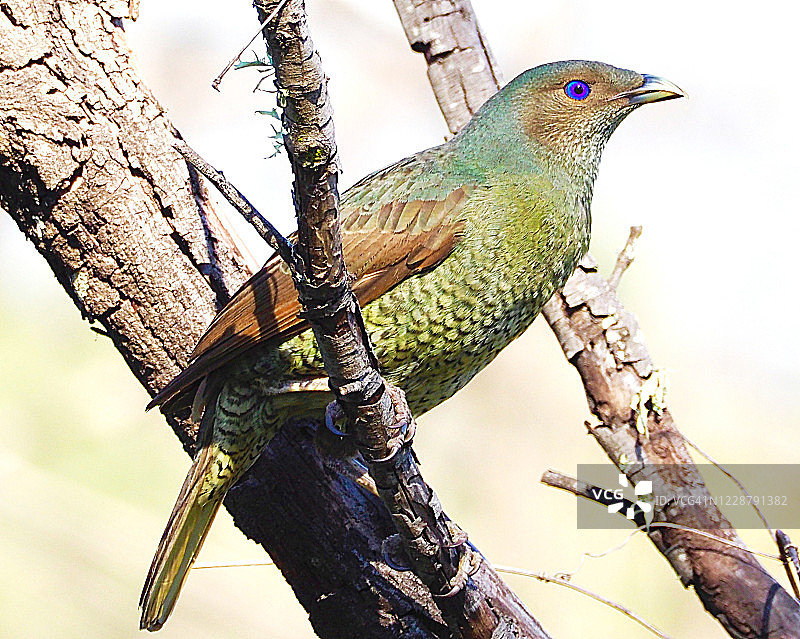 缎蓝园丁鸟图片素材