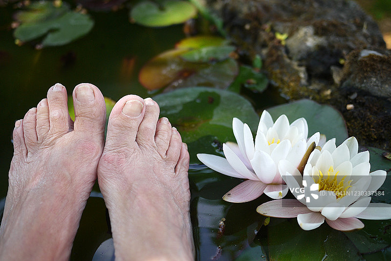 睡莲池塘中的女人图片素材