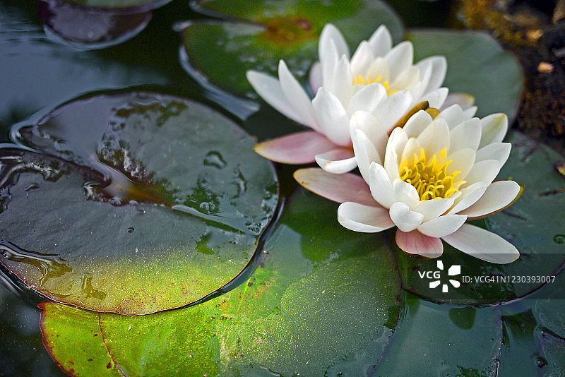 淡粉色睡莲的光影图片素材