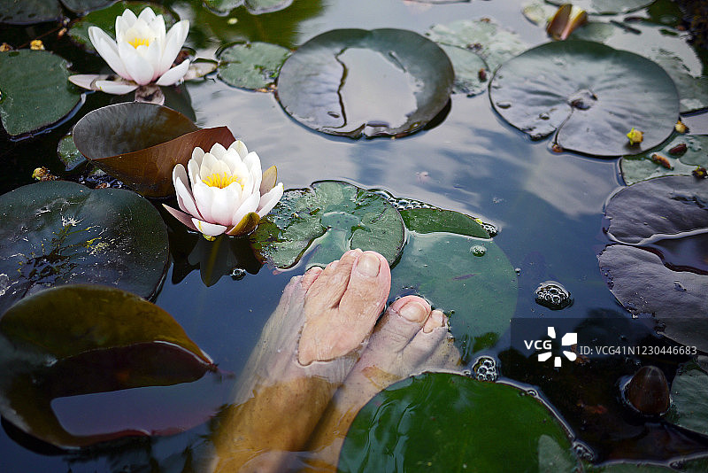 睡莲池塘中女人的脚部图片素材