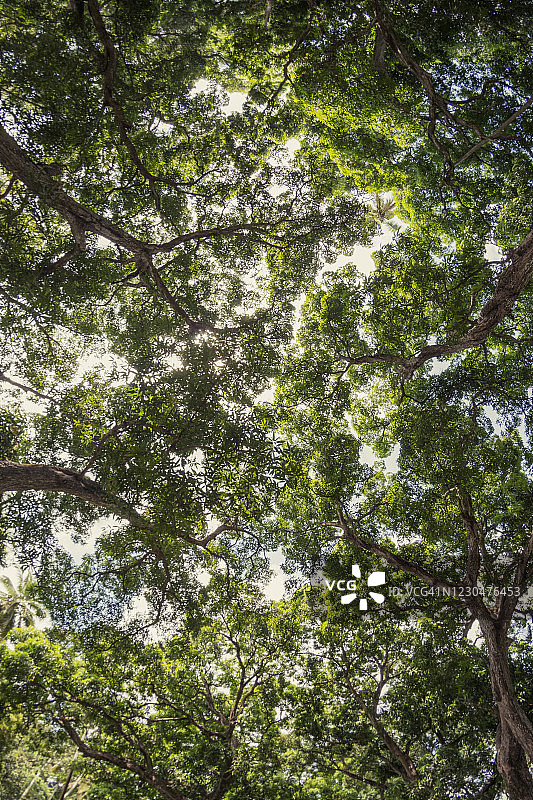 坦桑尼亚桑给巴尔岛的Jozani森林图片素材