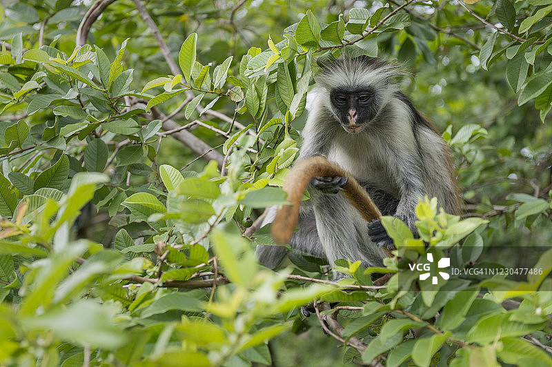 桑给巴尔岛乔扎尼森林中的柯氏红疣猴图片素材
