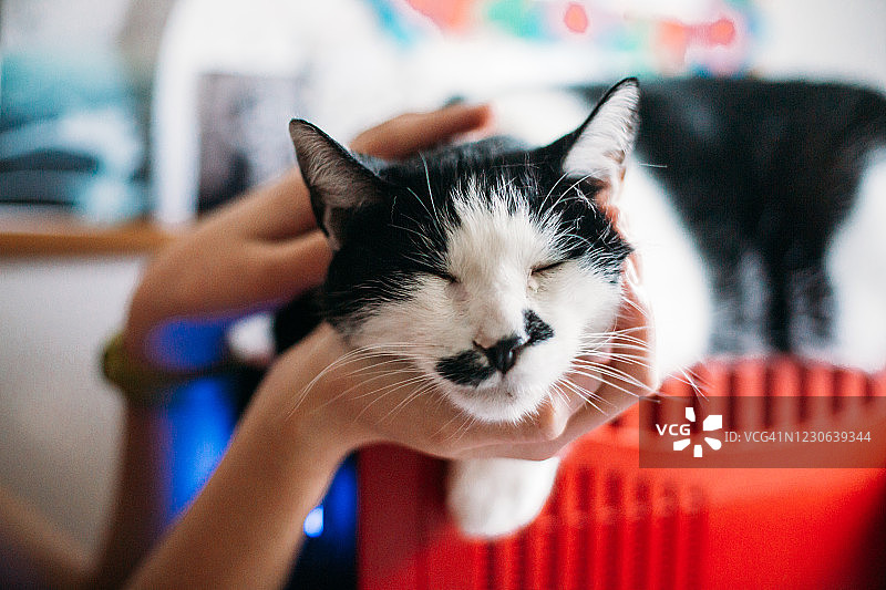 把头枕在手上的黑白猫图片素材