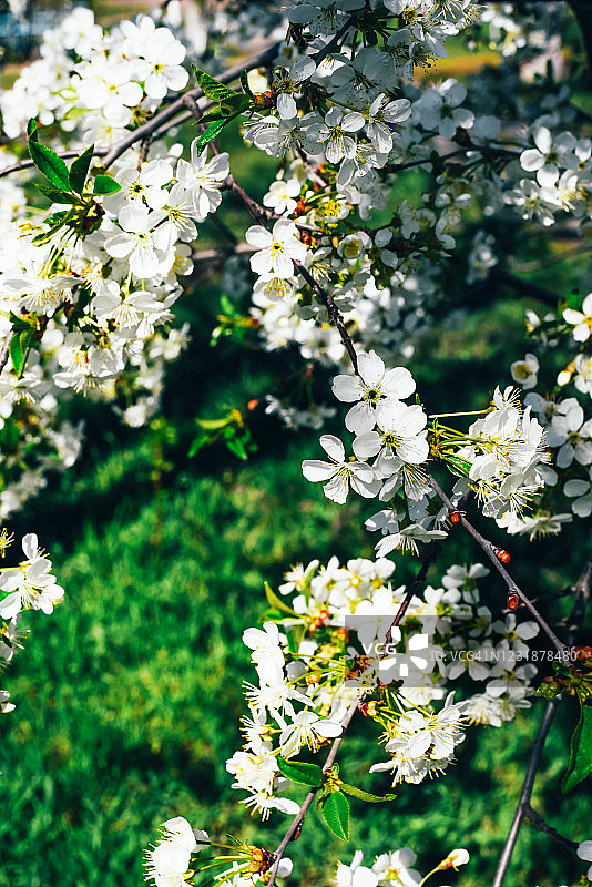 树枝与含苞待放的蓓蕾图片素材