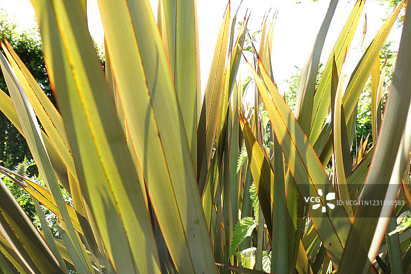 新西兰麻属植物叶片图片素材
