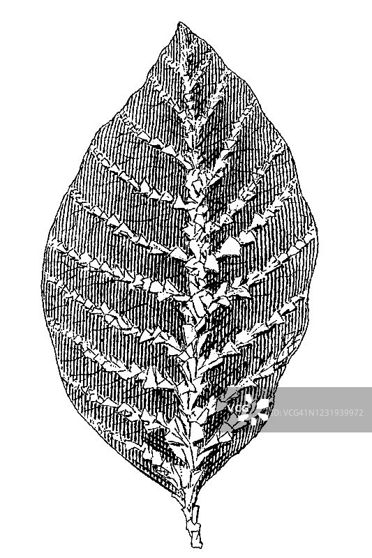 各种雾凇形态古董图图片素材