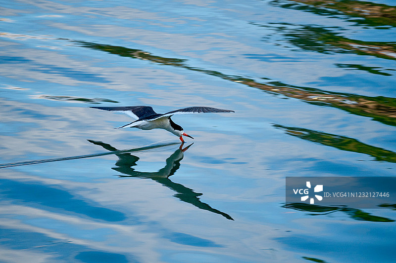 黑剪嘴鸥掠水飞行图片素材