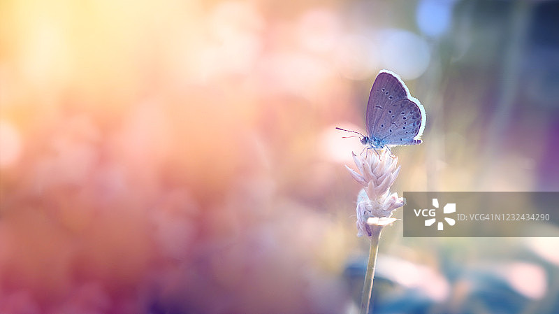 大自然：蝴蝶在阳光下成群飞舞图片素材