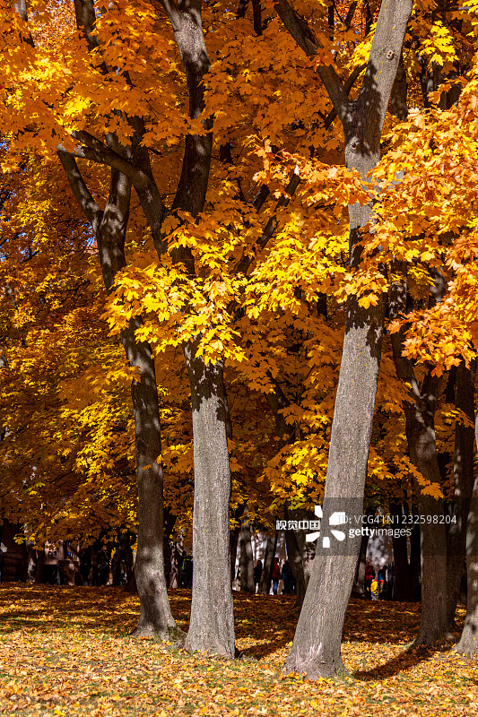 秋天的公园图片素材