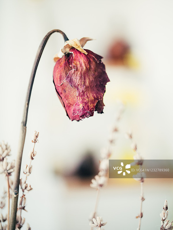 枯萎的花朵图片素材