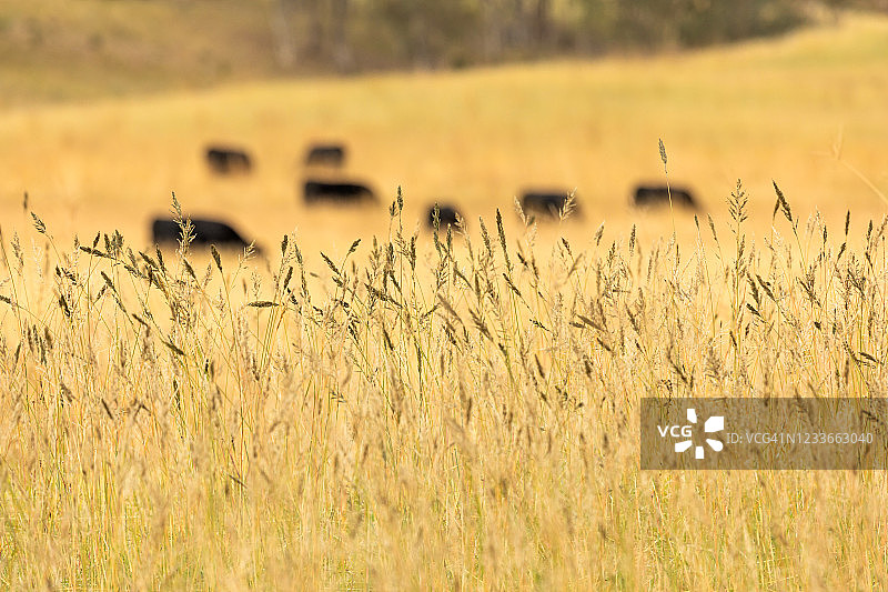 日出时长长的麦草中黑色牛群的轮廓图片素材