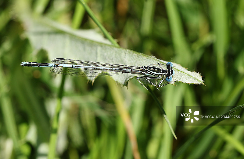 新出现的雄性白腿丝蟌停栖在春天的树叶上图片素材