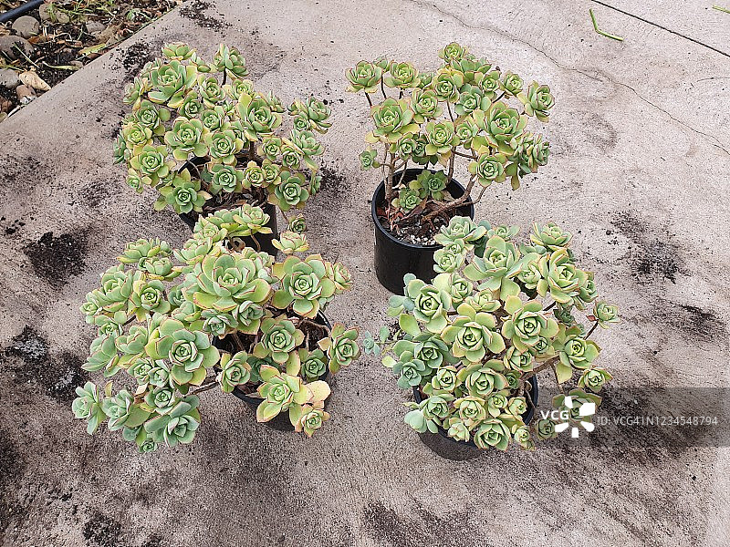 风车多肉植物图片素材