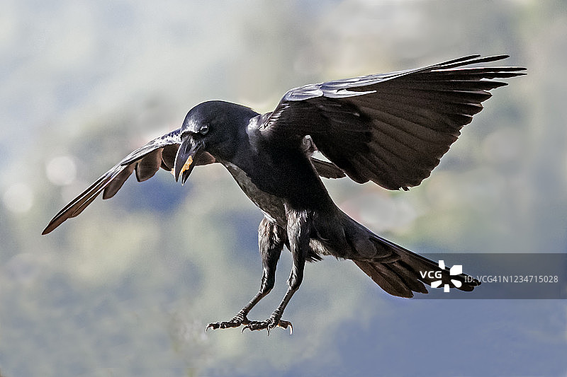 乌鸦降落图片素材