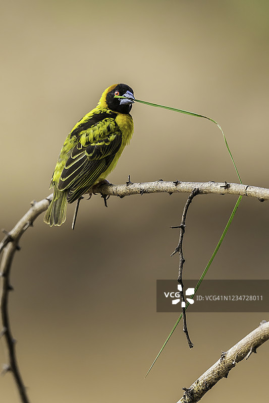 马赛马拉的黑头织布鸟图片素材