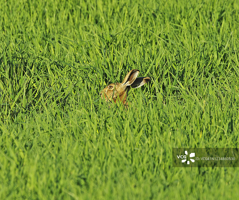 兔子(Lepus europaeus)图片素材