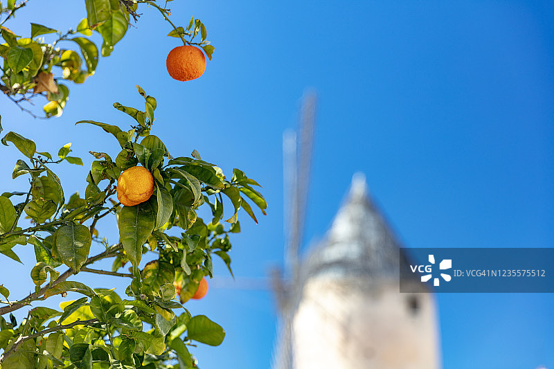 西班牙马略卡岛帕尔马的经典风车图片素材