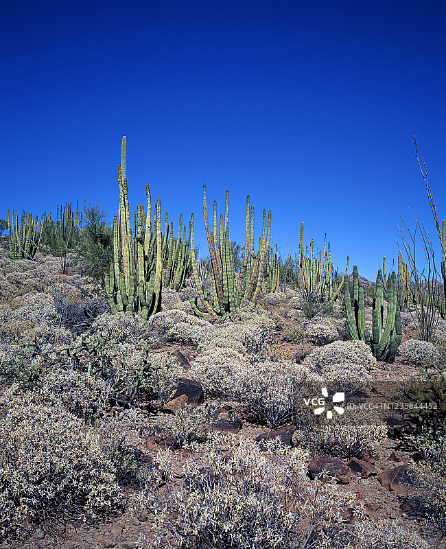 风琴柱仙人掌国家纪念碑图片素材