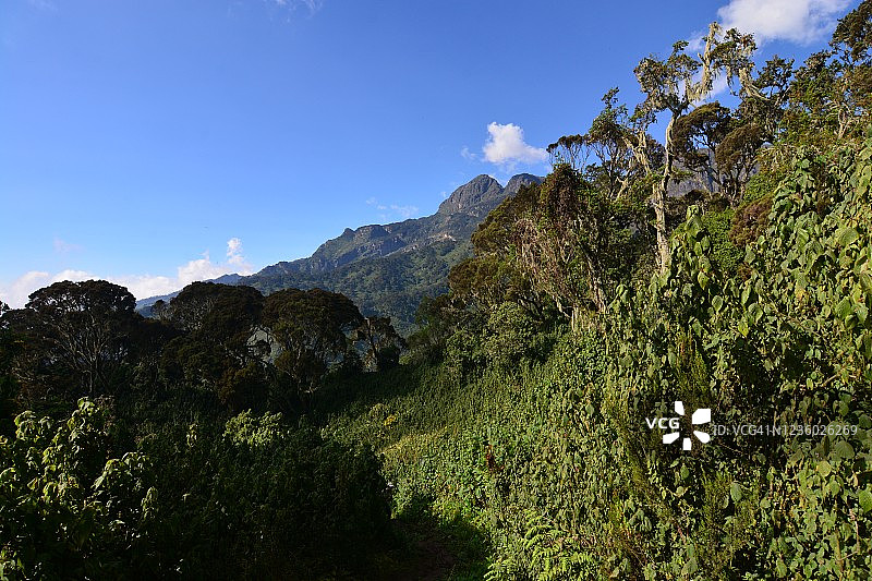 鲁文佐里山脉欧石楠区阳光下的景色图片素材