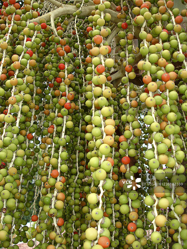 热带水果图片素材