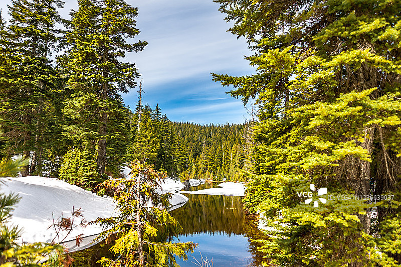 柏树省立公园的红豆杉湖和针叶林，晴朗的蓝天图片素材