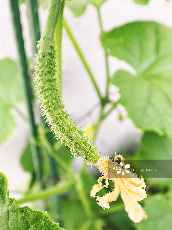 藤蔓上的黄瓜图片素材