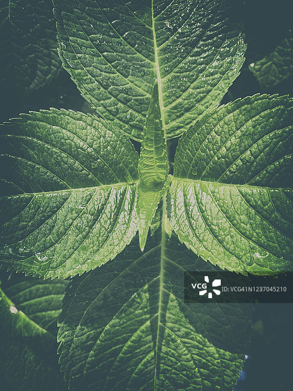 绣球花叶子的规则排列图片素材