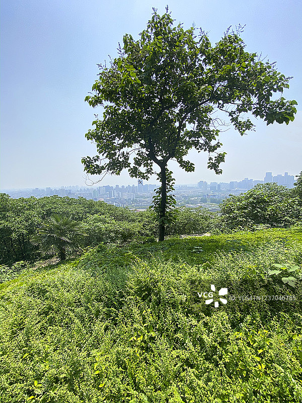 山中独自生长的大树图片素材