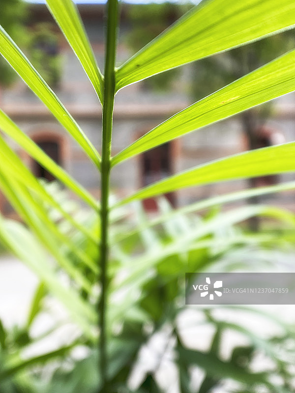 棕竹叶子特写照片图片素材