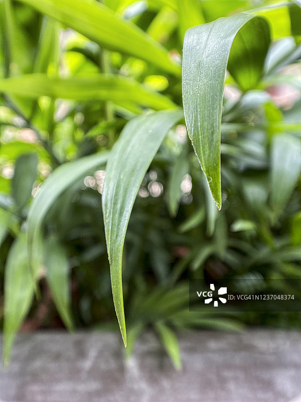 棕竹叶子特写照片图片素材