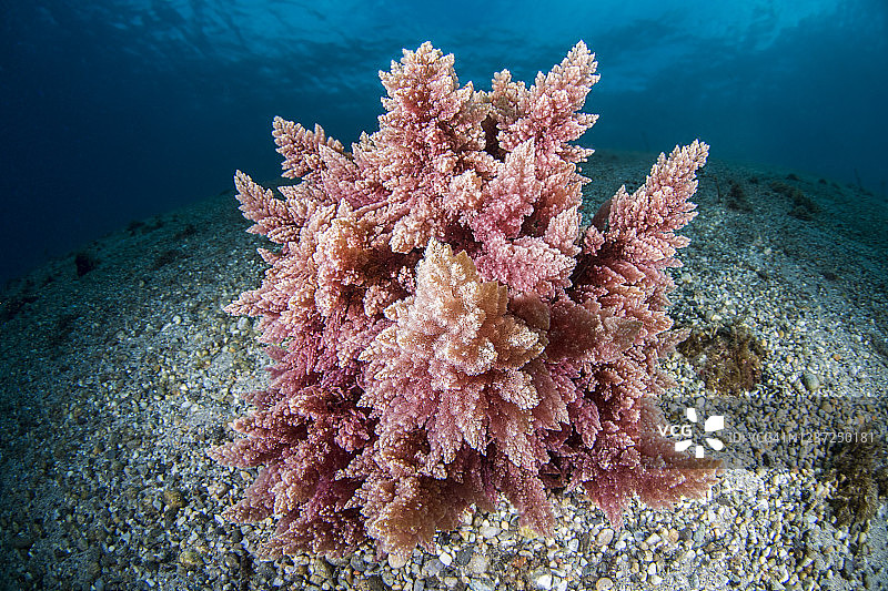 外来藻类图片素材