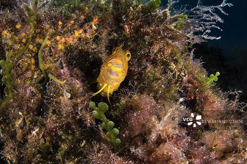 地中海黄金图片素材