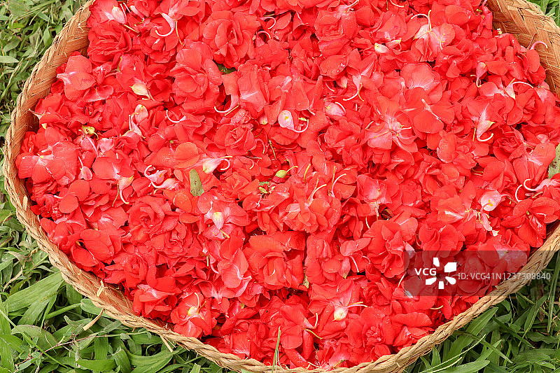 红色凤仙花图片素材