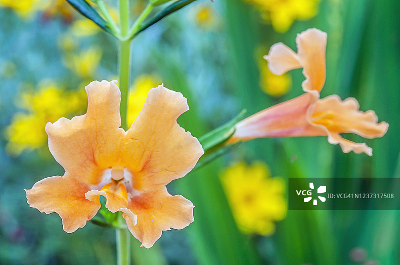 金黄黄花图片素材