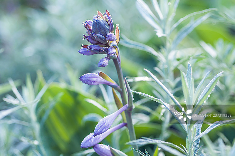 玉簪花与蒿属植物图片素材