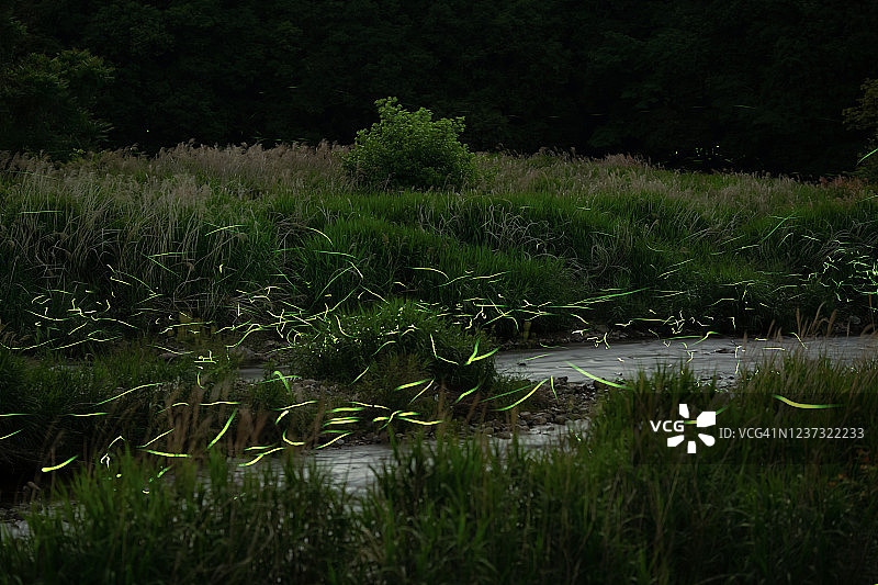 夜晚森林中河流上发光的萤火虫图片素材