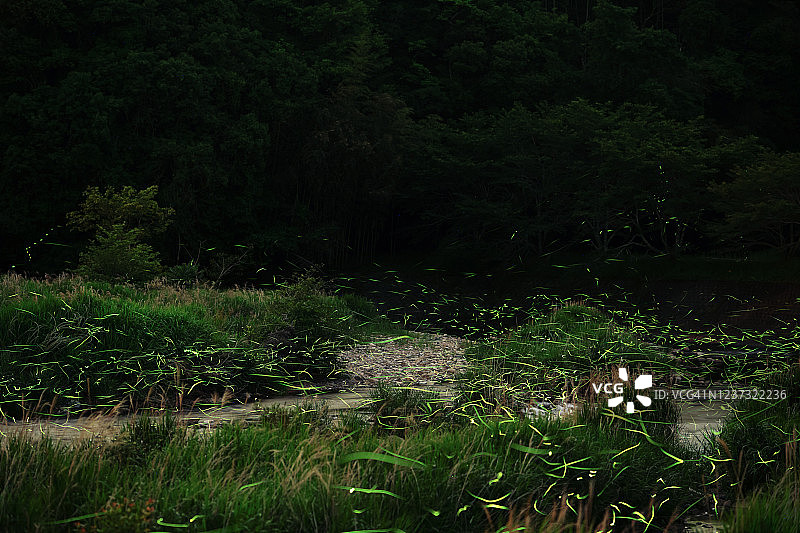 夜晚森林中河流上发光的萤火虫图片素材