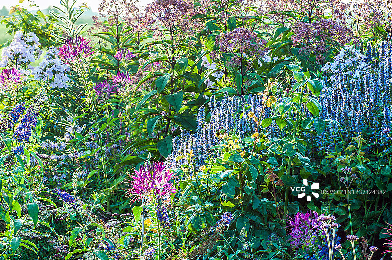 秋金盏菊 ‘Ranchera’图片素材
