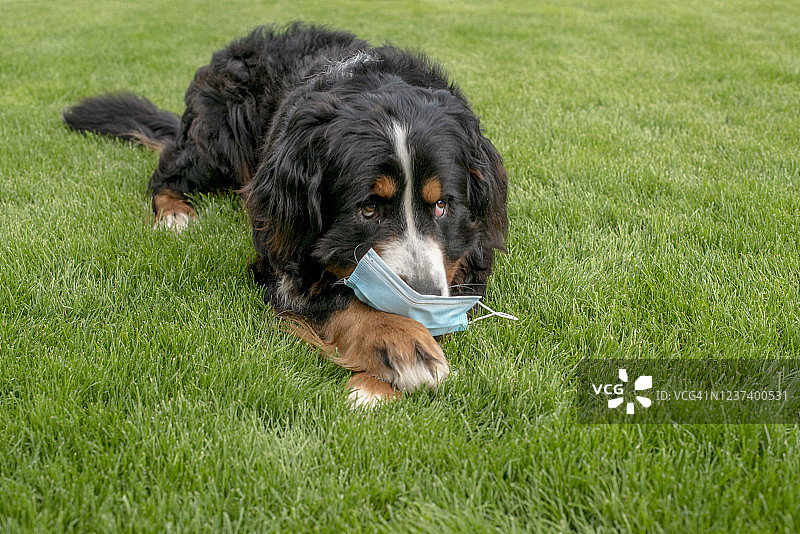 伯恩山犬在户外佩戴新冠病毒口罩。关于封锁、拉平曲线、保持社交距离、紧急状态、冠状病毒的概念图片素材