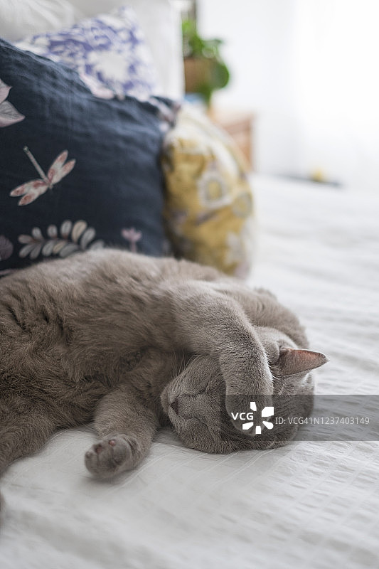 把爪子放在头顶上睡觉的猫图片素材