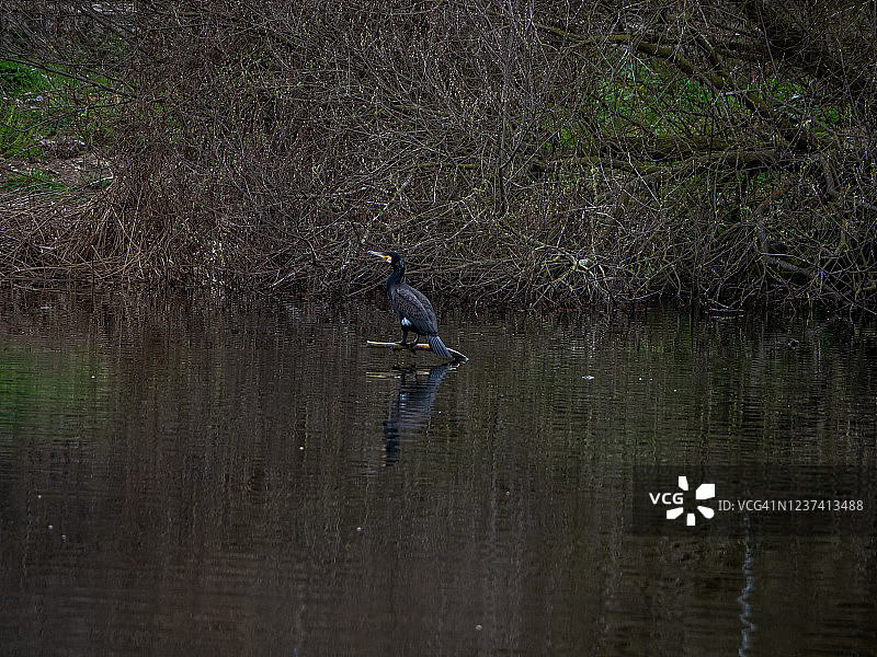 萨拉曼卡托尔梅斯河畔鱼塘旁边的鸬鹚（学名：Phalacrocorax carbo）图片素材