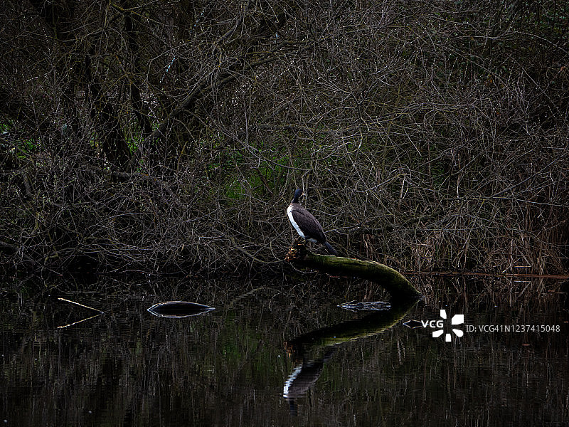 萨拉曼卡托尔梅斯河畔鱼塘旁边的鸬鹚（学名：Phalacrocorax carbo）图片素材