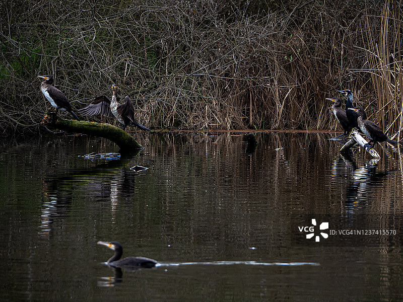 萨拉曼卡托尔梅斯河畔鱼塘旁边的鸬鹚（学名：Phalacrocorax carbo）图片素材