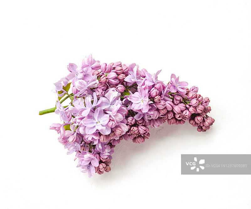粉色丁香花枝，白色背景，特写选择性聚焦图片素材