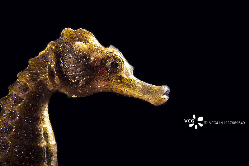 年幼的海马图片素材