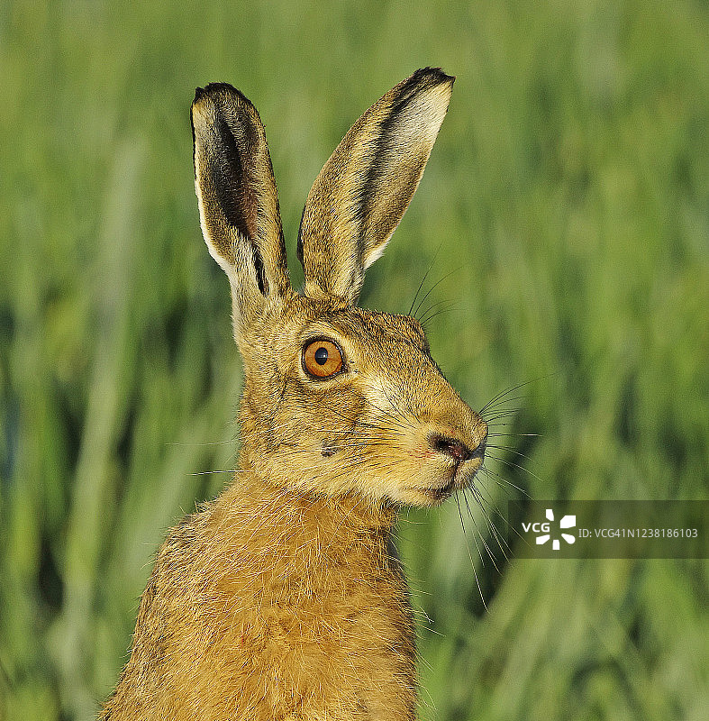 兔子(Lepus europaeus)图片素材