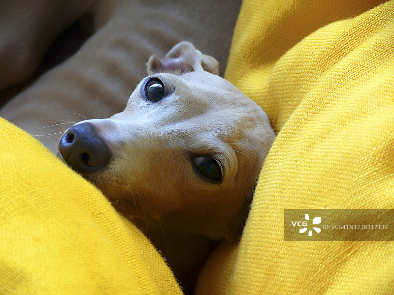 意大利格力犬图片素材